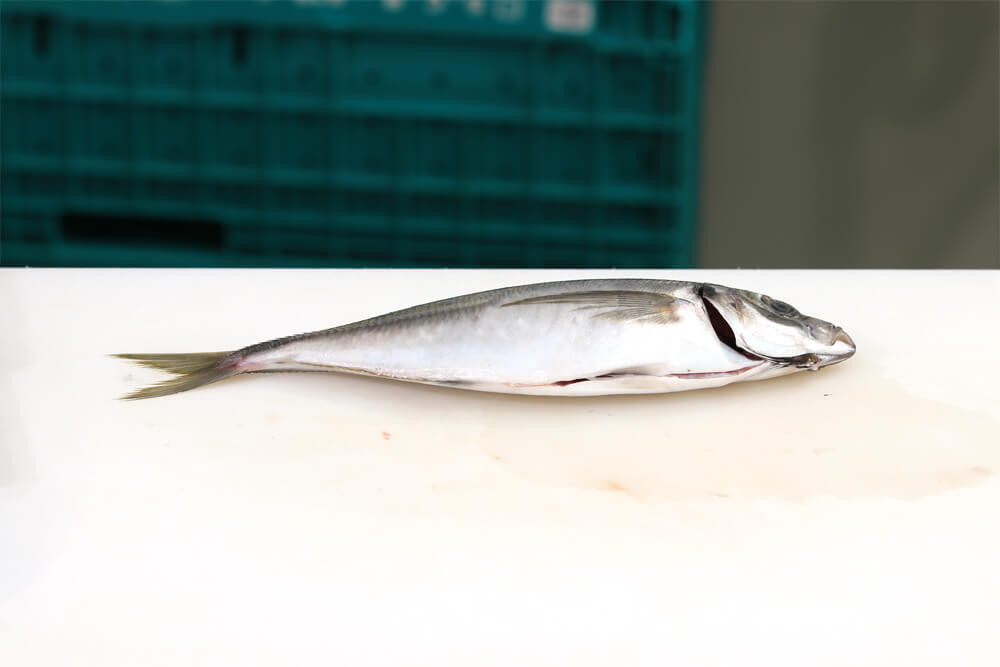 魚さばき講座〜真あじ3枚おろし〜　多治見市ながせ商店街ヒラクビル